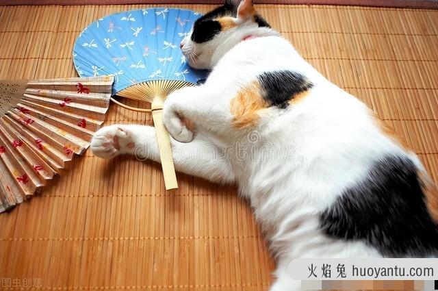 猫咪夏天能接受多少度(猫夏天能承受多少温度)