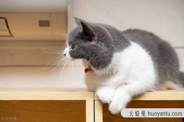 猫咪夏天能接受多少度(猫夏天能承受多少温度)