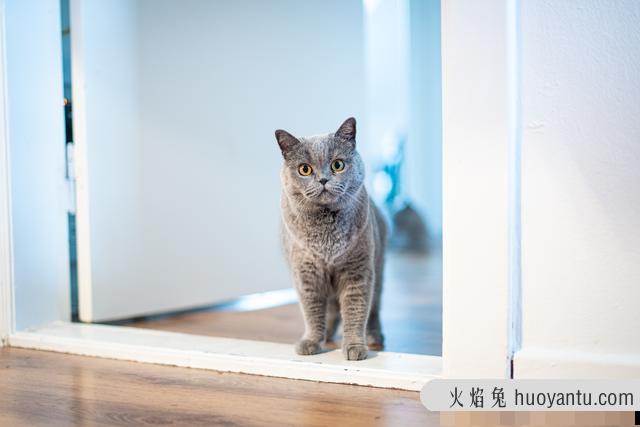 猫咪夏天能接受多少度(猫夏天能承受多少温度)