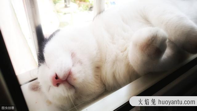 猫舌头露出一点点什么意思(猫舌头总是露出一点点)