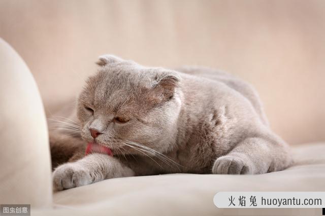 猫舌头露出一点点什么意思(猫舌头总是露出一点点)