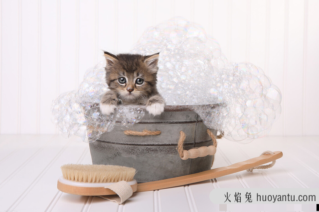 猫洗澡水温在多少合适(猫洗澡水的温度应该多少)