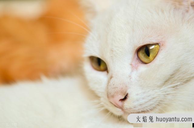 猫鼻子干了是病了吗(猫鼻子干了是怎么回事)