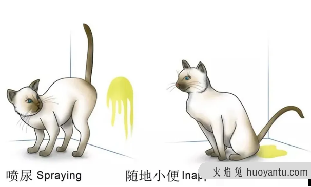 猫在床上尿的原因(猫为什么在床上尿)