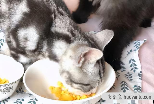 猫能吃韭菜吗(宠物猫可以吃韭菜吗)