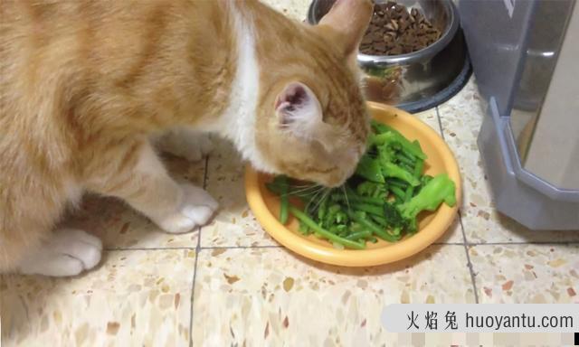 猫能吃韭菜吗(宠物猫可以吃韭菜吗)