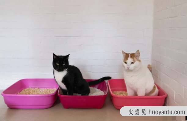 猫在床上尿的原因(猫为什么在床上尿)