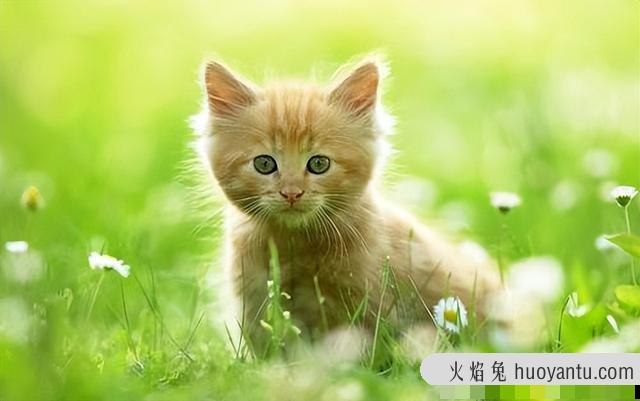 猫耳朵热是怎么回事(猫耳朵是热的正常吗)