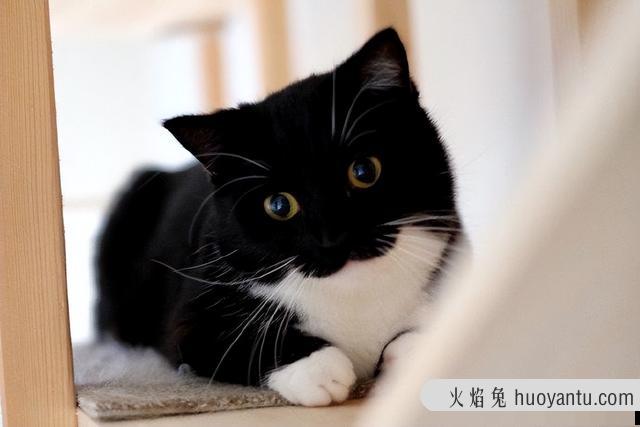 猫耳朵热是怎么回事(猫耳朵是热的正常吗)