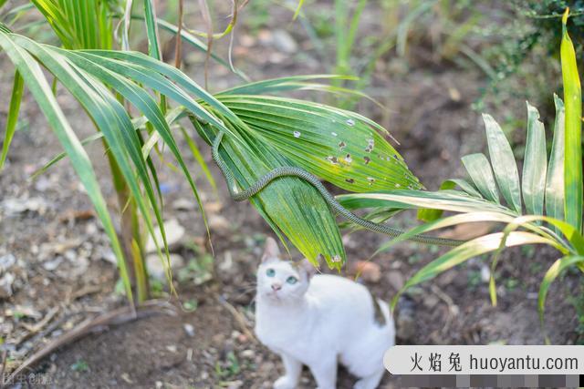 猫为什么不怕蛇(猫不怕蛇的原因是什么)