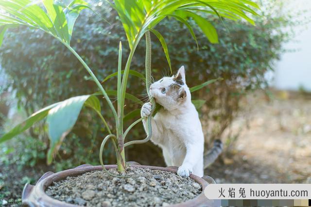 猫为什么不怕蛇(猫不怕蛇的原因是什么)