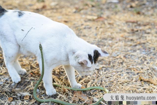 猫为什么不怕蛇(猫不怕蛇的原因是什么)