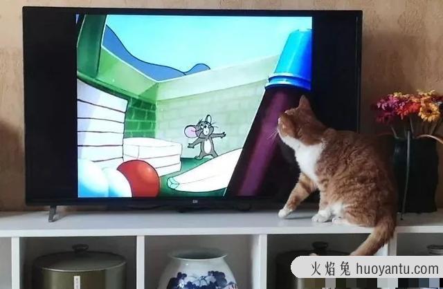 猫眼中的世界是什么颜色的(在猫眼里世界是什么颜色)