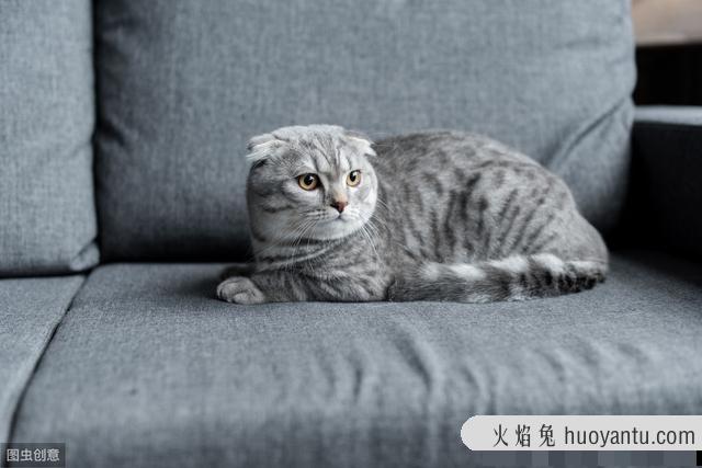 猫肺炎吃什么药最有效(猫肺炎吃什么药最好)