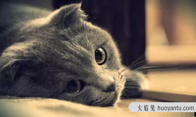 宠物猫发烧摸哪里(怎么摸猫发烧没发烧)