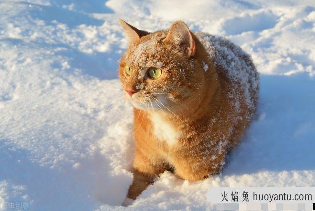 猫咪耳朵冰凉是怎么了(猫猫耳朵是凉的)