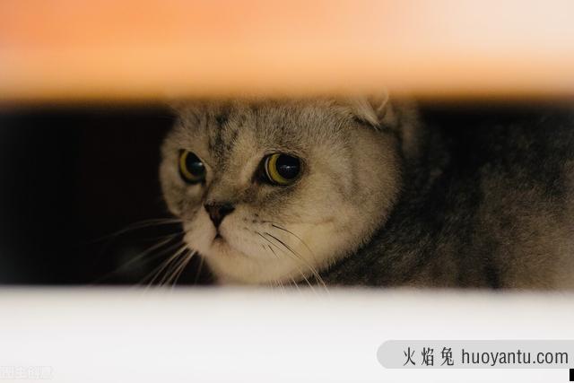 猫咪耳朵冰凉是怎么了(猫猫耳朵是凉的)