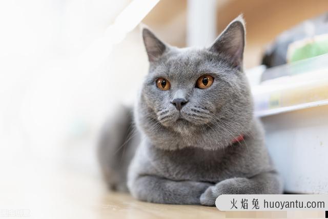 猫咪耳朵冰凉是怎么了(猫猫耳朵是凉的)