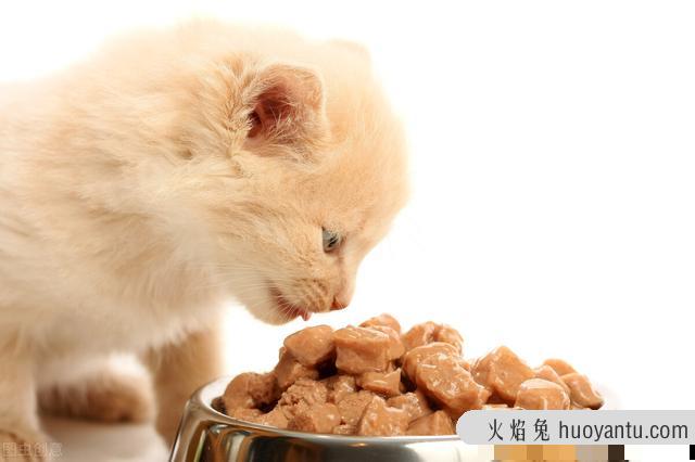 猫咪耳朵冰凉是怎么了(猫猫耳朵是凉的)