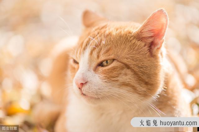 猫流黄鼻涕是什么原因(猫流黄鼻涕是怎么回事)