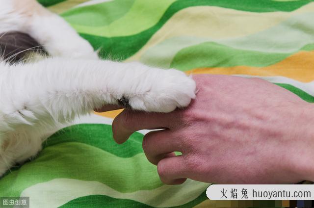 猫流黄鼻涕是什么原因(猫流黄鼻涕是怎么回事)