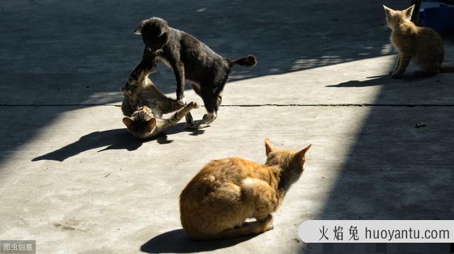 猫咪剃毛多久能长出来(猫剃毛后多久可以长出来)