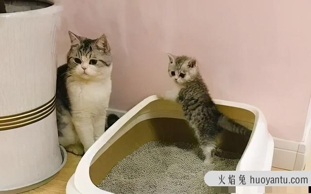 猫屎为什么那么臭(猫屎为啥特别臭)