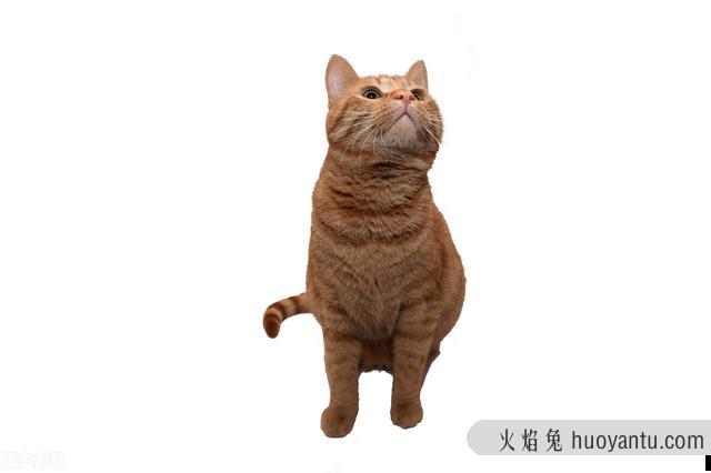 猫咪摇尾巴代表什么(猫咪摇尾巴表示什么)