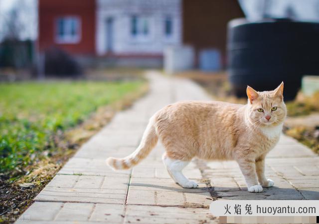 猫咪摇尾巴代表什么(猫咪摇尾巴表示什么)