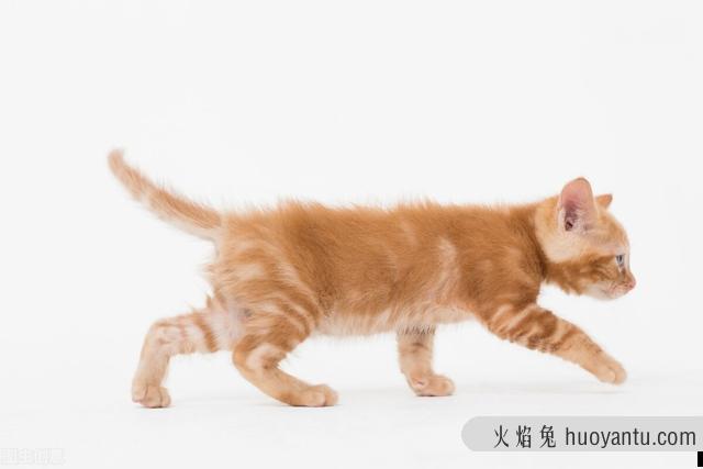 猫咪摇尾巴代表什么(猫咪摇尾巴表示什么)