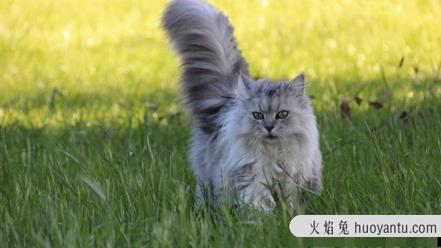 冻干猫粮需要泡水吗(冻干猫粮要不要泡水)