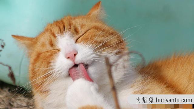 猫吃猫砂怎么办(我家猫吃猫砂怎么办)