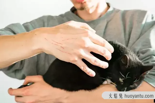 猫体外驱虫多久一次合适(猫体外驱虫多长时间一次)