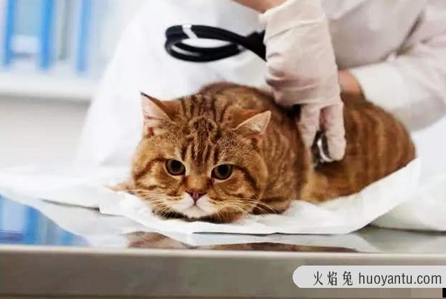 猫耳朵热正常吗(猫耳朵热是什么情况)