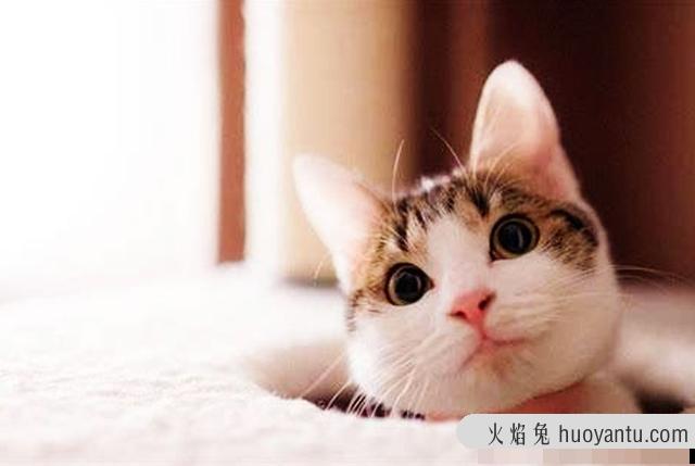 猫耳朵热正常吗(猫耳朵热是什么情况)