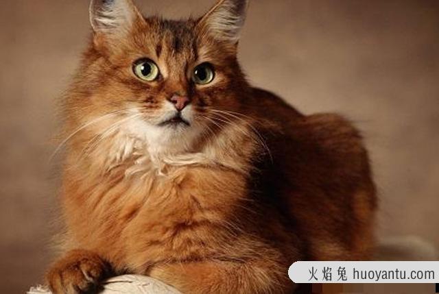 猫耳朵热正常吗(猫耳朵热是什么情况)