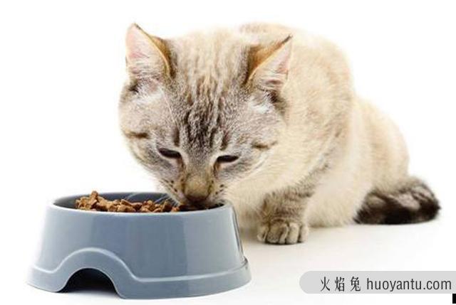 猫耳朵热正常吗(猫耳朵热是什么情况)