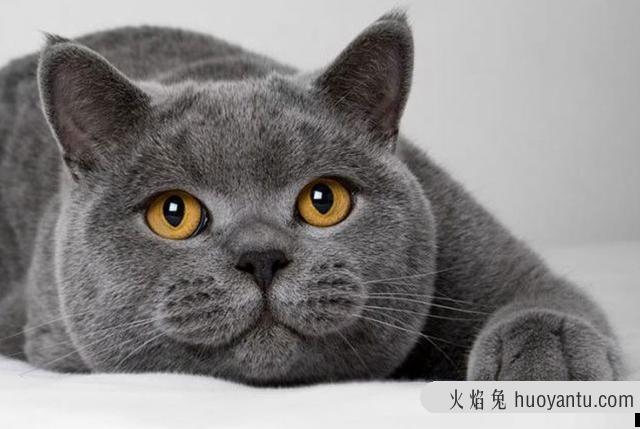 猫耳朵热正常吗(猫耳朵热是什么情况)