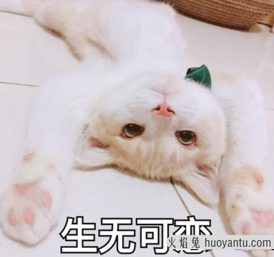 猫抓人怎么教训(猫抓人怎么教训它)