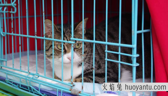 猫抓人怎么教训(猫抓人怎么教训它)