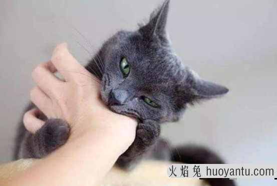 猫抓人怎么教训(猫抓人怎么教训它)