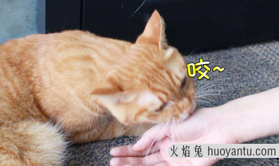 猫抓人怎么教训(猫抓人怎么教训它)