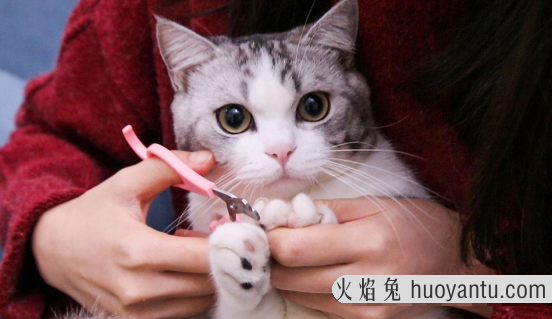 猫抓人怎么教训(猫抓人怎么教训它)