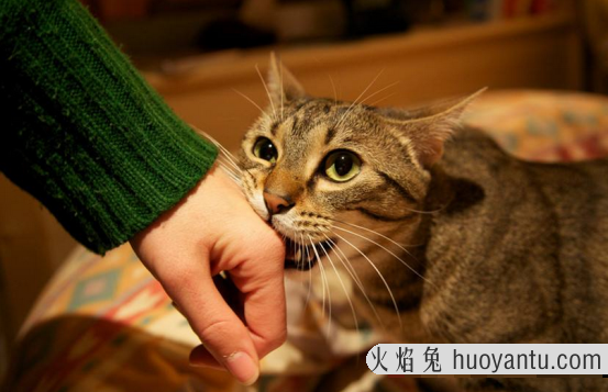 猫抓人怎么教训(猫抓人怎么教训它)