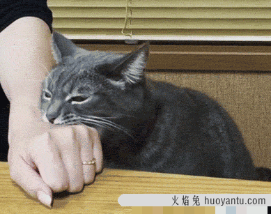 猫抓人怎么教训(猫抓人怎么教训它)