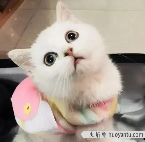 银色短毛猫是银渐层吗(银渐层猫是短毛猫吗)