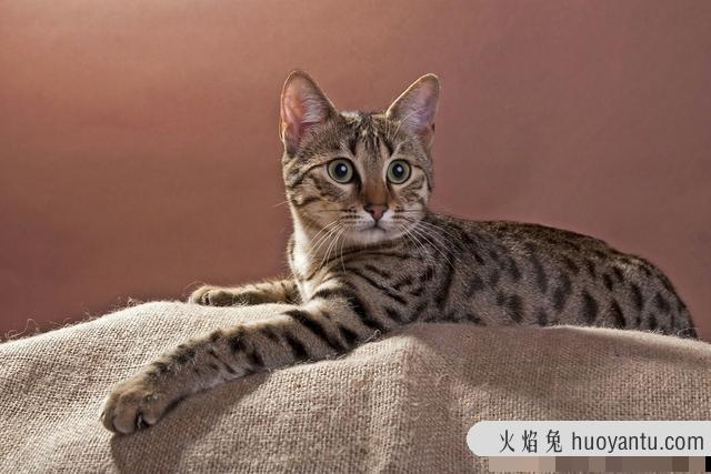 孟买黑猫和英短黑猫的区别(孟买猫与黑英短的区别)