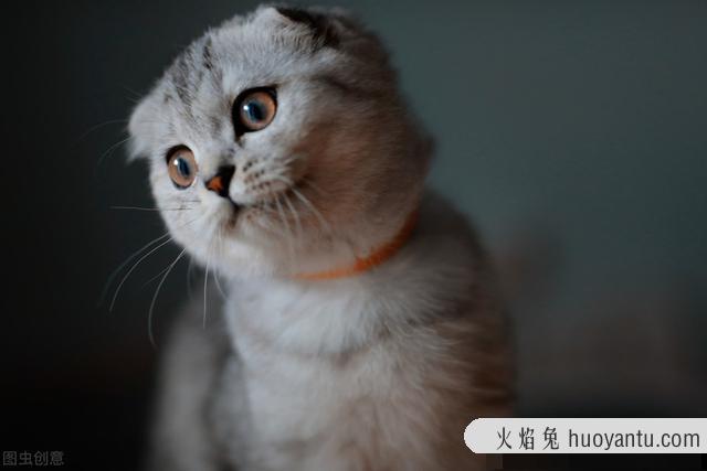 孟买黑猫和英短黑猫的区别(孟买猫与黑英短的区别)