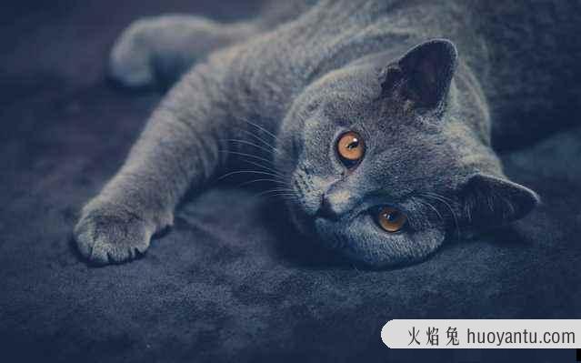 孟买黑猫和英短黑猫的区别(孟买猫与黑英短的区别)