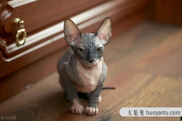 孟买黑猫和英短黑猫的区别(孟买猫与黑英短的区别)